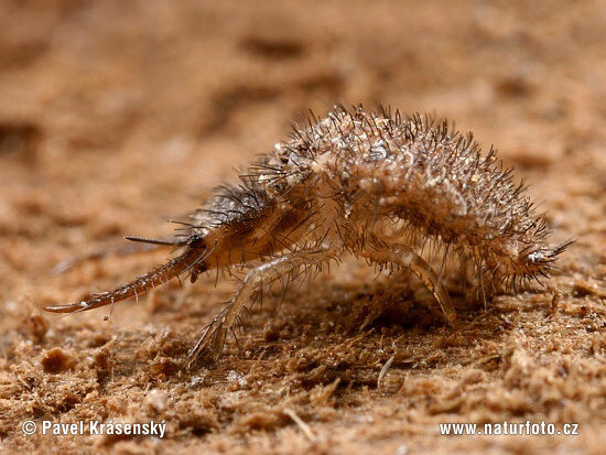 Myrmeleo sp.