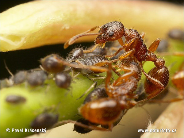 Myrmica sp.