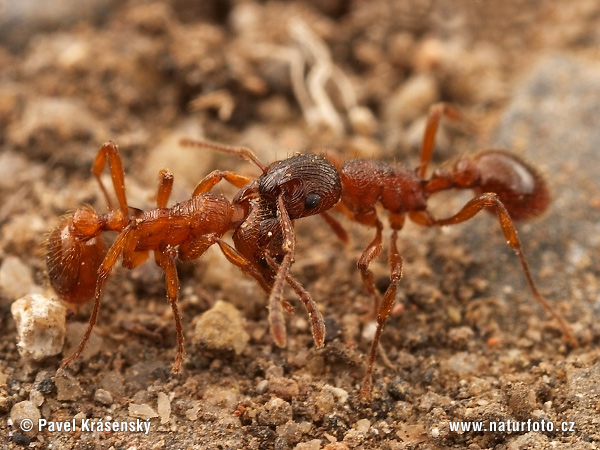 Myrmica sp.