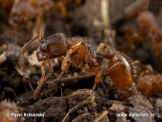 Myrmica sp.