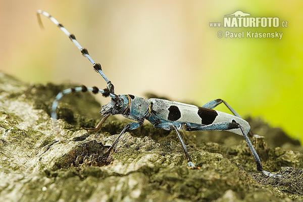 Nadobnica alpejska