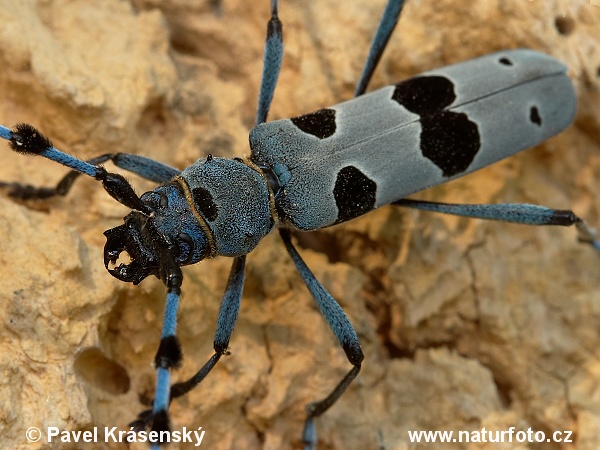 Nadobnica alpejska