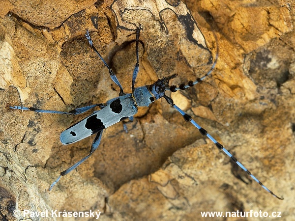 Nadobnica alpejska