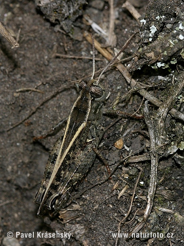 Nadobnik włoski
