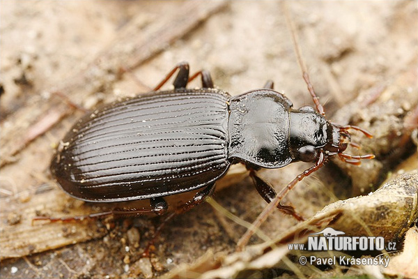 Nebria brevicollis