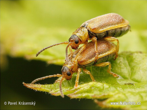 Neogalerucella sp.