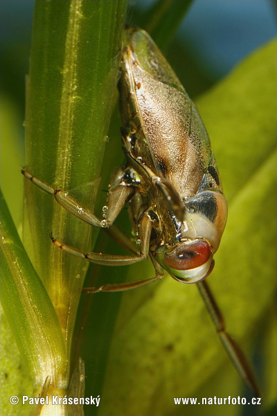 Notonecta glauca