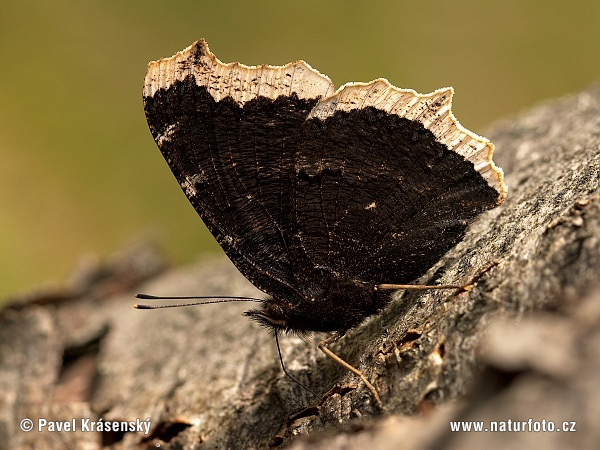 Nymphalis antiopa