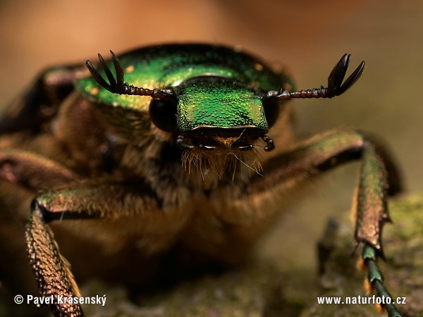 oble chafer
