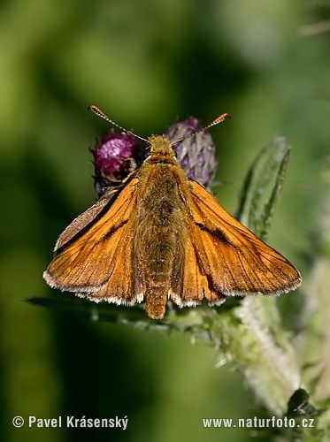 Ochlodes faunus