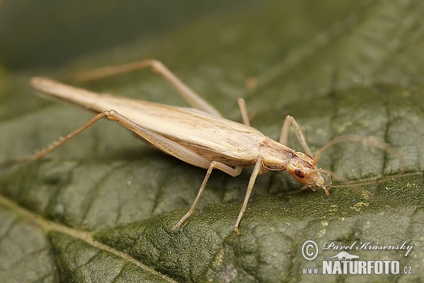 Oecanthus pellucens