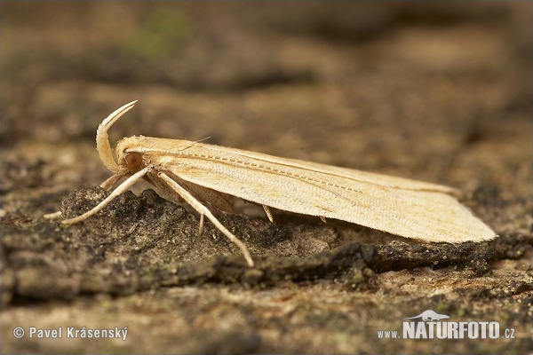 Oecophoridae