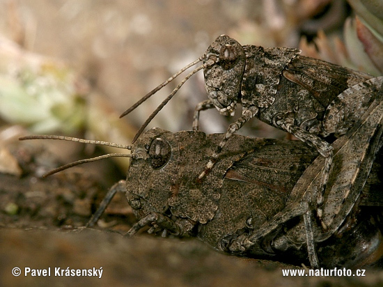 Oedipoda caerulescens