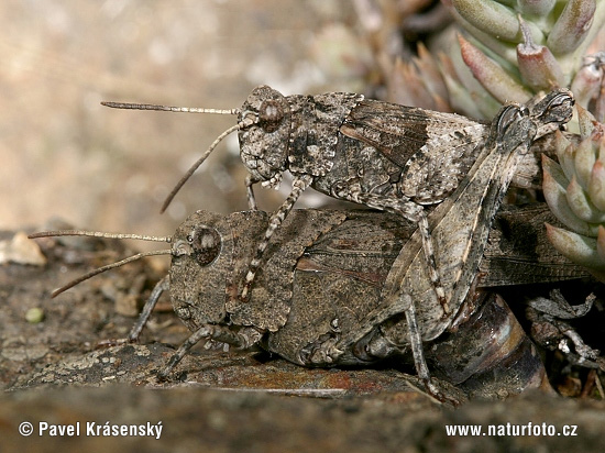 Oedipoda caerulescens