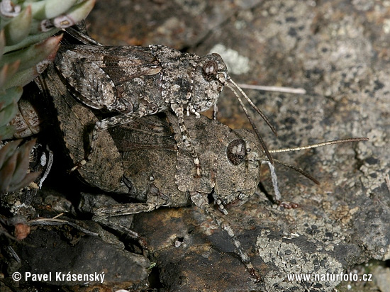 Oedipoda caerulescens