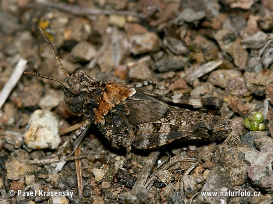 Oedipoda caerulescens