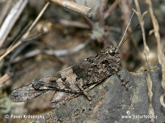 Oedipoda caerulescens