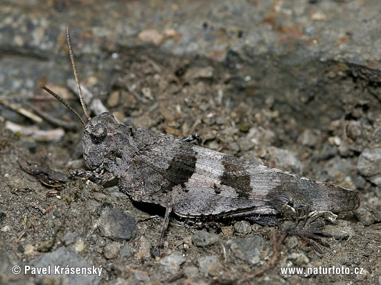 Oedipoda caerulescens