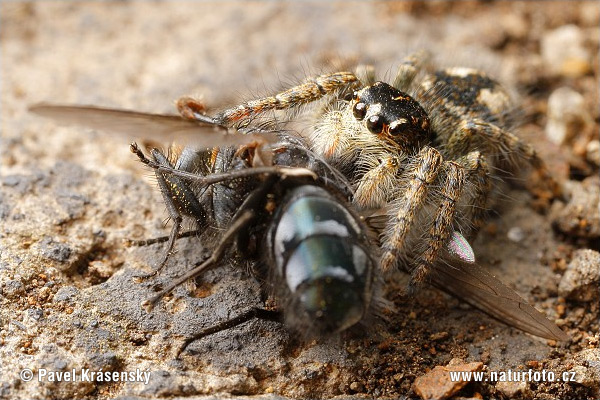 oldaugenspringspinne