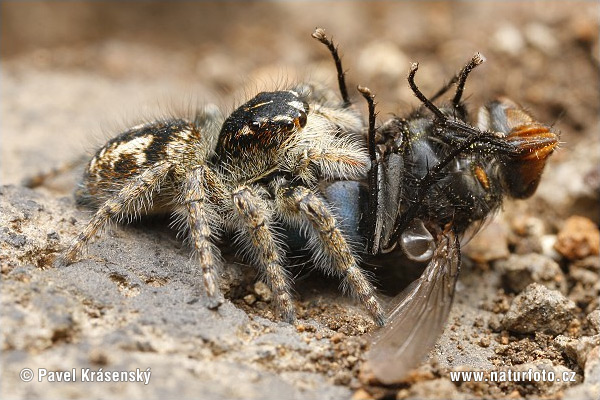 oldaugenspringspinne