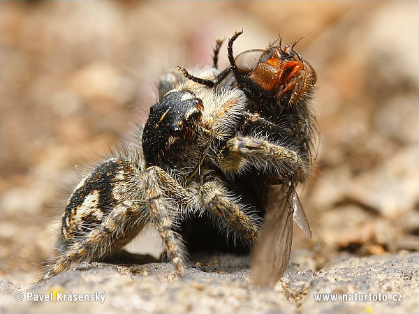 oldaugenspringspinne