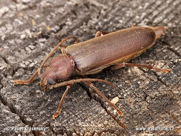 ong-horn beetle