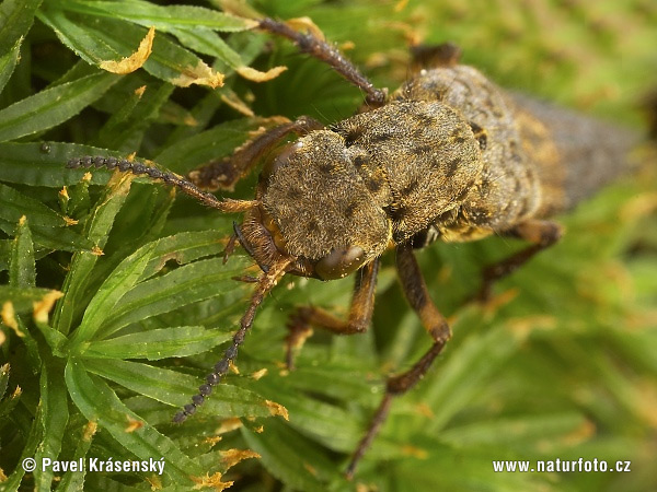 Ontholestes tesselatus