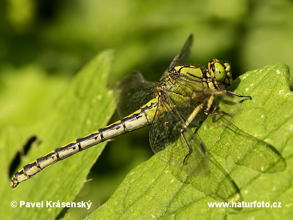 Ophiogomphus cecilia