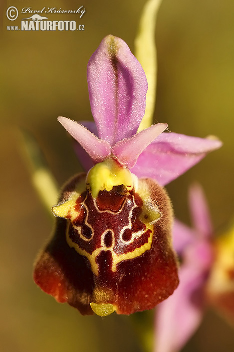 Ophrys apulica