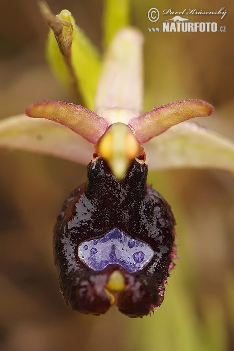 Ophrys bertolonii