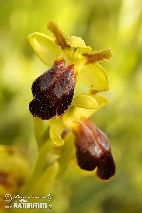 Ophrys brun