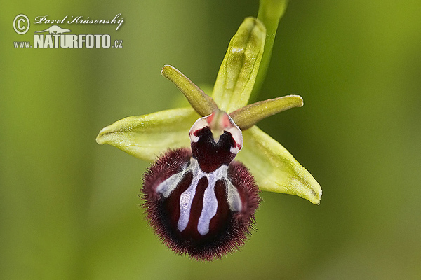 Ophrys incubacea