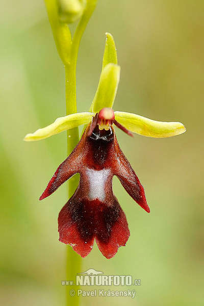 Ophrys insectifera