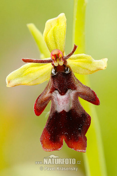 Ophrys insectifera