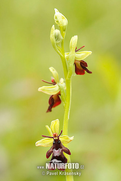 Ophrys mouche