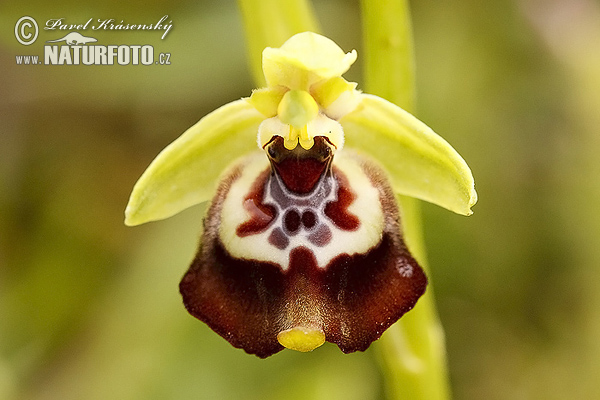 Ophrys orchid (Ophrys oxyrrhynchos)