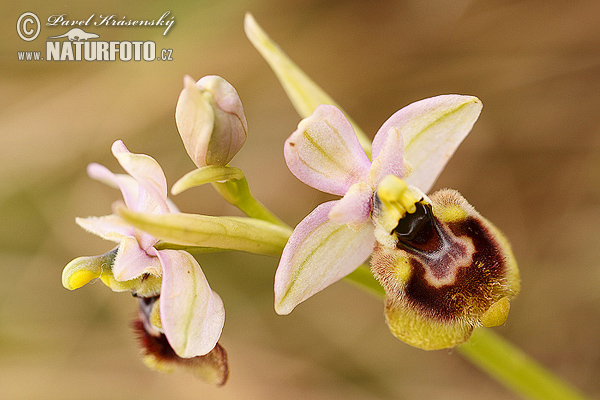 Ophrys tenthredinifera