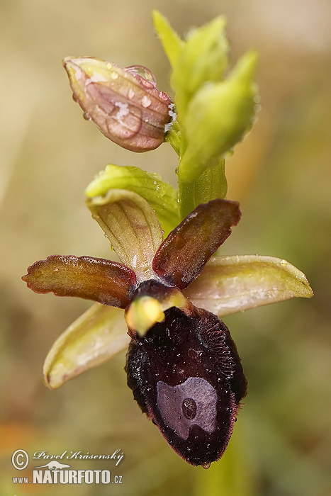 Ophrys (Ophrys bertoloniiformis)