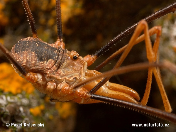 Opiliones