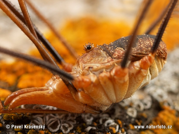 Opiliones