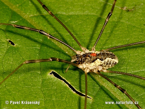 Opiliones