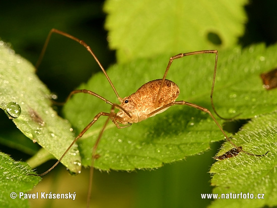 Opiliones