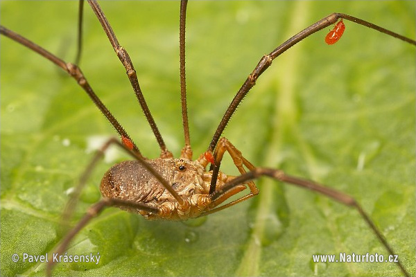 Opiliones