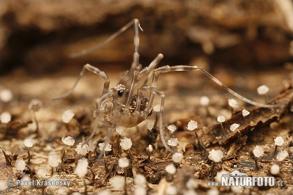 Opiliones