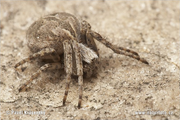 Orb-weaver Spider (Agalenatea redii)