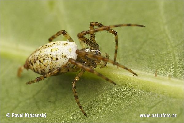 Orb Web Spider (Mangora acalypha)