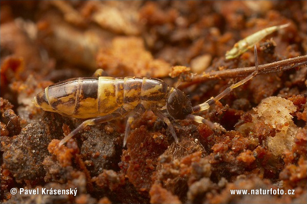 Orchesella cincta