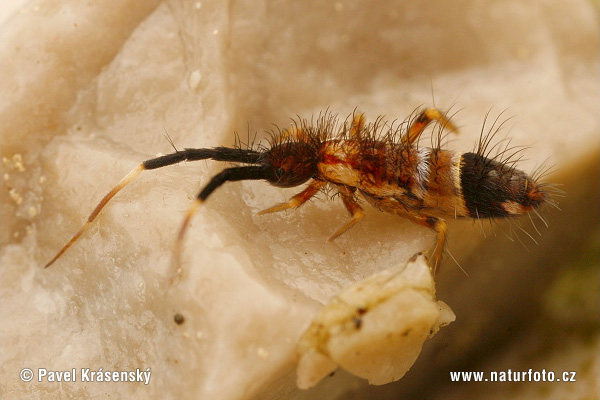 Orchesella flavescens