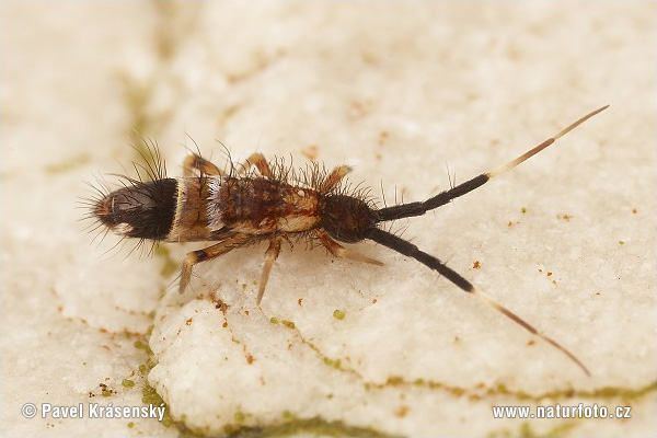 Orchesella flavescens