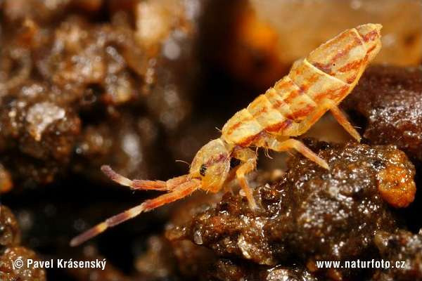 Orchesella quinquefasciata